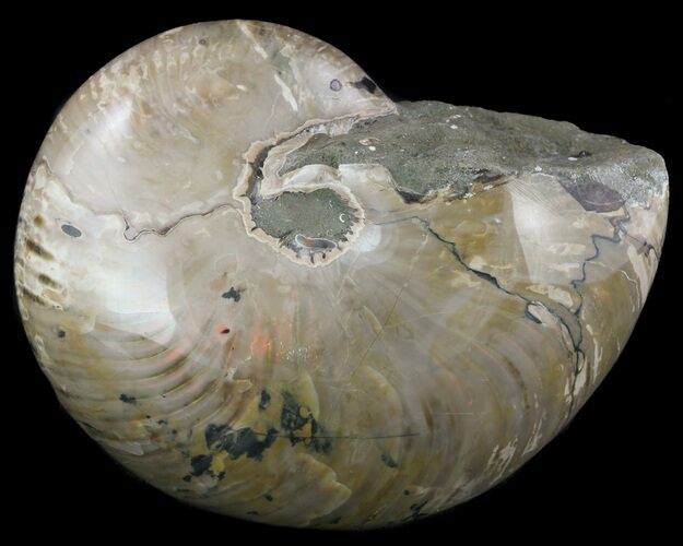 Large, Polished Nautilus Fossil - Madagascar #51852